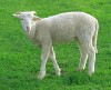 استفاده از گوسفند به جای ماشین چمن زنی