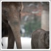ودکای روسی، جان دو فیل را در سیبری نجات داد