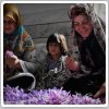 یک نماینده مجلس: زعفران ایرانی در دنیا به نام زعفران اماراتی عرضه می‌شود