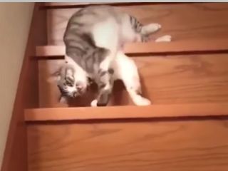 تنبل ترین گربه ای که تا به حال دیده اید - ویدیو