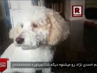 سگی که با اسم هر سیاستمداری در دنیا غذا میخورد به جز احمدی نژاد - ویدیو