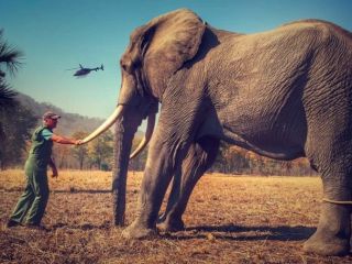 داستان کوتاه «طناب فیل»
