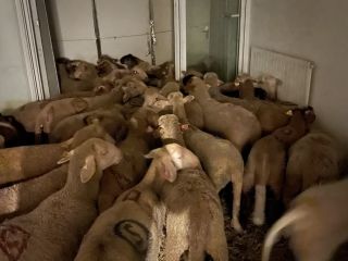 نگهداری از ۴۰ گوسفند در آپارتمانی در شهر نیس فرانسه برای فروش در عید قربان!