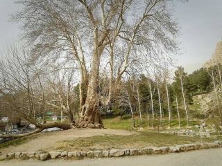 درخت کهنسال «شیرین و فرهاد» ۶۰۲ ساله شد