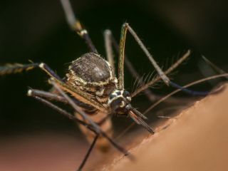 چرا برخی از ما بیش از دیگران قربانی نیش پشه‌ها می‌شویم؟