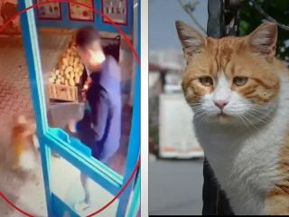 لگد زدن به گربه باعث تعلیق کارمند سوپرمارکتی در ترکیه شد