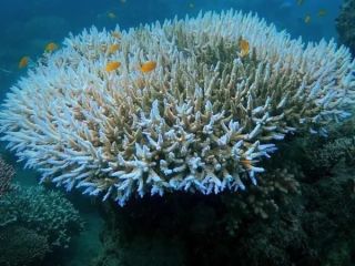 چهارمین رنگ‌باختگی انبوه مرجان‌ها از جمله در خلیج فارس در جریان است