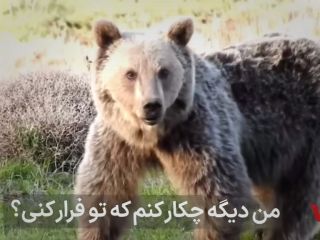 «مذاکره» یک محیط‌بان با خرس قهوه‌ای برای فرار، در ارتفاعات مازندران