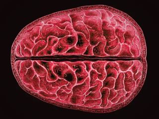 نتایج پژوهشی جدید؛ قاعدگی روی ساختار مغز زنان تاثیر می‌گذارد
