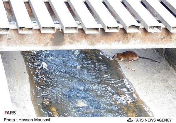 جولان موش ها در جوی های تهران
