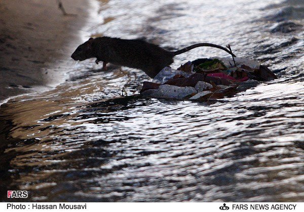 جولان موش ها در جوی های تهران
