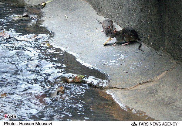 جولان موش ها در جوی های تهران
