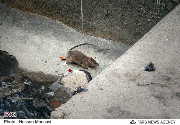 جولان موش ها در جوی های تهران