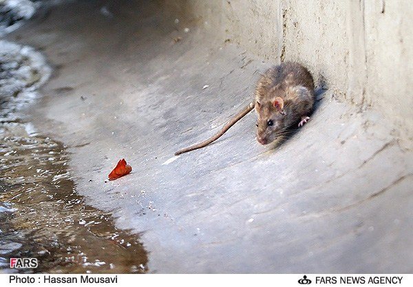 جولان موش ها در جوی های تهران