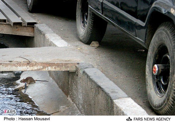 جولان موش ها در جوی های تهران