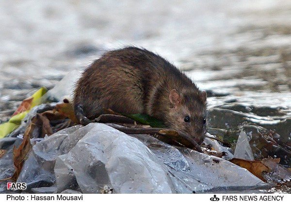 جولان موش ها در جوی های تهران