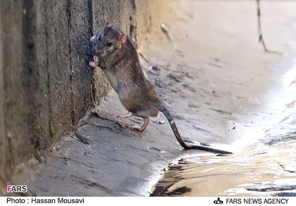 جولان موش ها در جوی های تهران