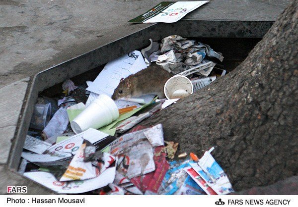 جولان موش ها در جوی های تهران