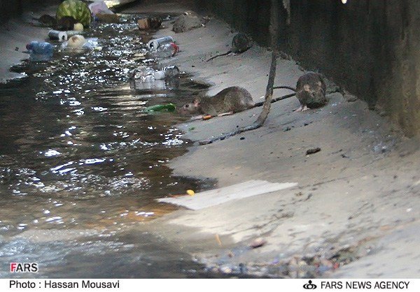 جولان موش ها در جوی های تهران