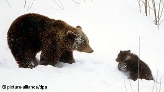 پژوهشگران علوم پزشکی در کلاس درس خرسها پژوهشگران علوم پزشکی در کلاس درس خرسها