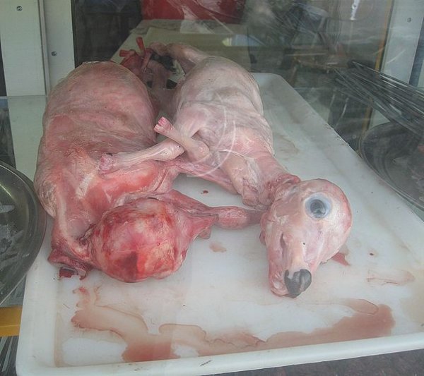 ناکام خوشمزهای که صدای طرب می آفریند ناکام خوشمزهای که صدای طرب می آفریند