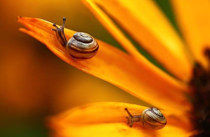 دمی دور از هیاهو , با طبیعت رویایی کره زمین - 1