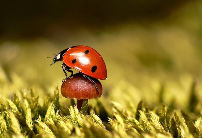 دمی دور از هیاهو , با طبیعت رویایی کره زمین - 1