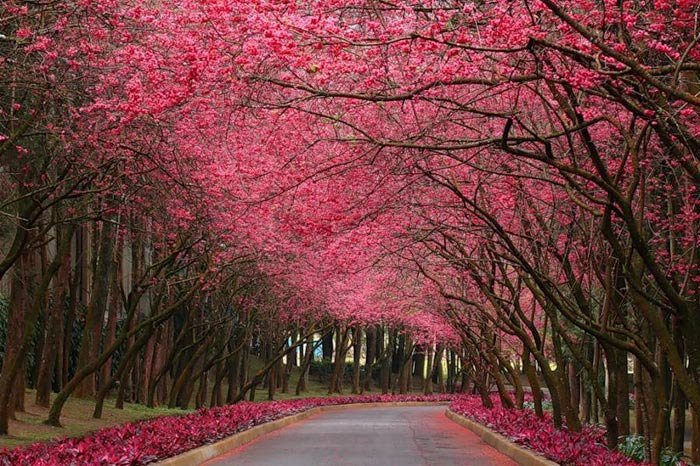 دمی دور از هیاهو , با طبیعت رویایی کره زمین - 1