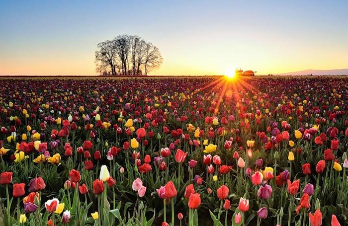 دمی دور از هیاهو , با طبیعت رویایی کره زمین - 1