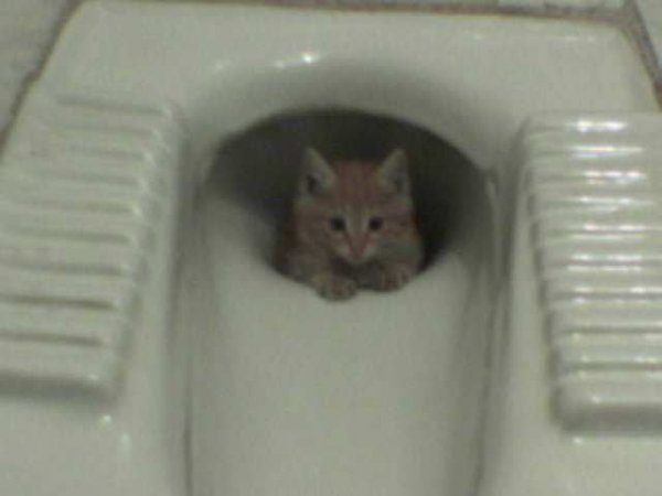 بدون شرح از نوع ایرانی 3 بدون شرح از نوع ایرانی 3