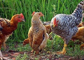 کشف 5 تن مرغ قاچاق