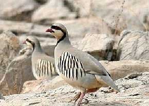 کشف بزرگترین محموله قاچاق پرنده در استان فارس