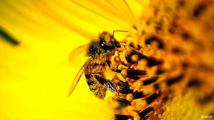 اسهال زنبور‌های ایران و فاجعه زیست‌محیطی