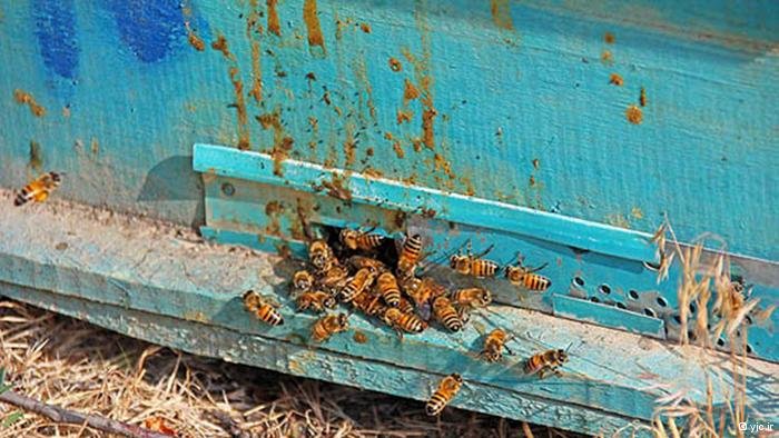 اسهال زنبور‌های ایران و فاجعه زیست‌محیطی