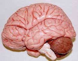 5 تصور اشتباه در مورد مغز انسان