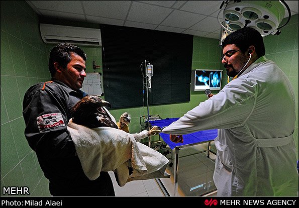 عمل جراحی عقاب مجروح عمل جراحی عقاب مجروح