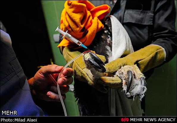 عمل جراحی عقاب مجروح عمل جراحی عقاب مجروح