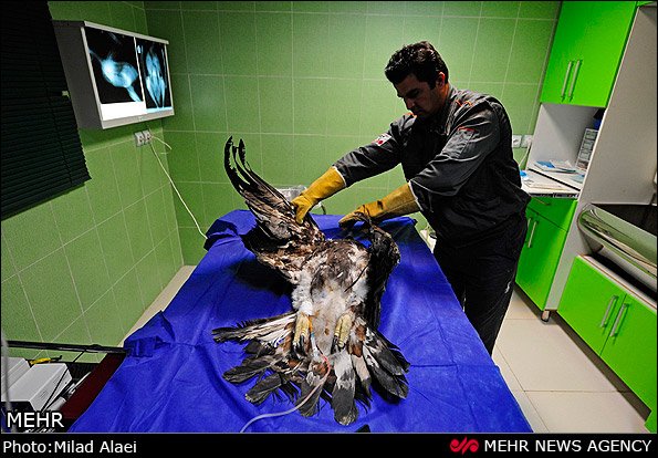 عمل جراحی عقاب مجروح عمل جراحی عقاب مجروح