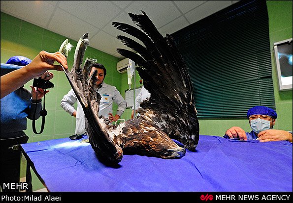 عمل جراحی عقاب مجروح عمل جراحی عقاب مجروح