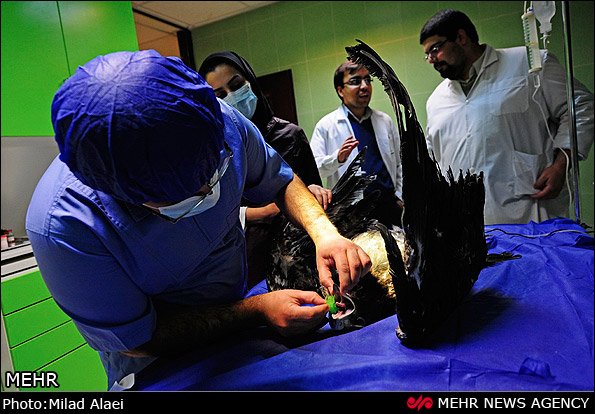 عمل جراحی عقاب مجروح عمل جراحی عقاب مجروح