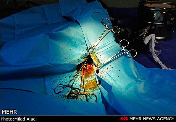 عمل جراحی عقاب مجروح عمل جراحی عقاب مجروح