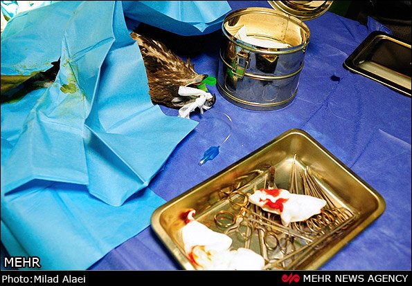 عمل جراحی عقاب مجروح عمل جراحی عقاب مجروح