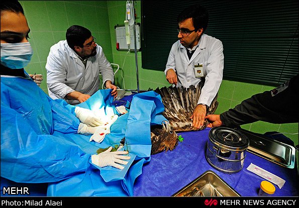 عمل جراحی عقاب مجروح عمل جراحی عقاب مجروح