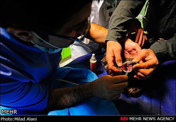 عمل جراحی عقاب مجروح عمل جراحی عقاب مجروح