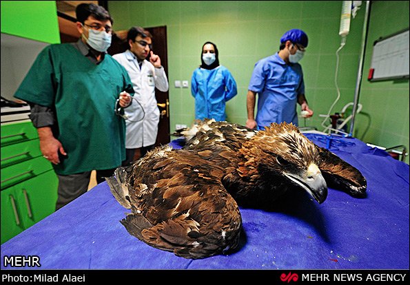 عمل جراحی عقاب مجروح عمل جراحی عقاب مجروح
