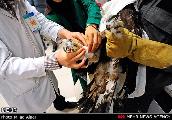 عمل جراحی عقاب مجروح عمل جراحی عقاب مجروح