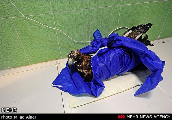 عمل جراحی عقاب مجروح عمل جراحی عقاب مجروح