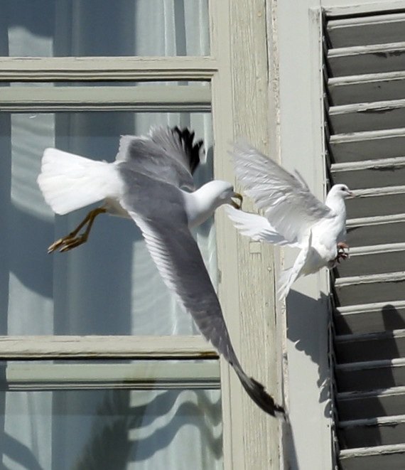 پرنده صلح پاپ خورده شد پرنده صلح پاپ خورده شد