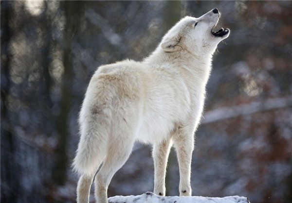 رقصنده با گرگ، اینبار در غرب آلمان رقصنده با گرگ، اینبار در غرب آلمان