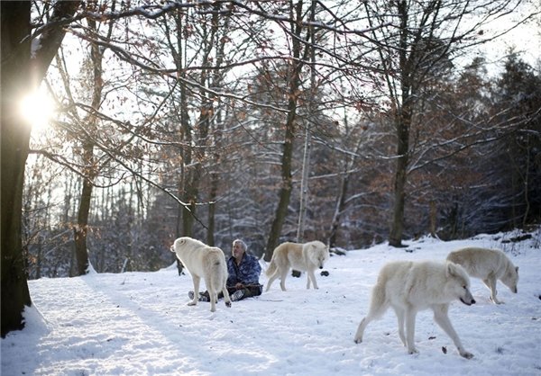 رقصنده با گرگ، اینبار در غرب آلمان رقصنده با گرگ، اینبار در غرب آلمان